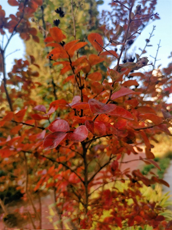 2 不将颜色托春风，独占芳菲秋日红.jpg