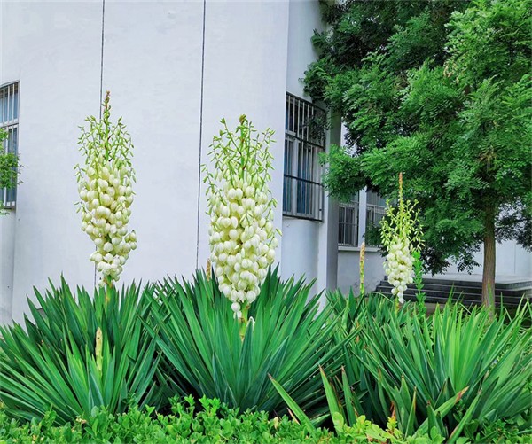 3 凤尾丝兰：盛开的希望.jpg