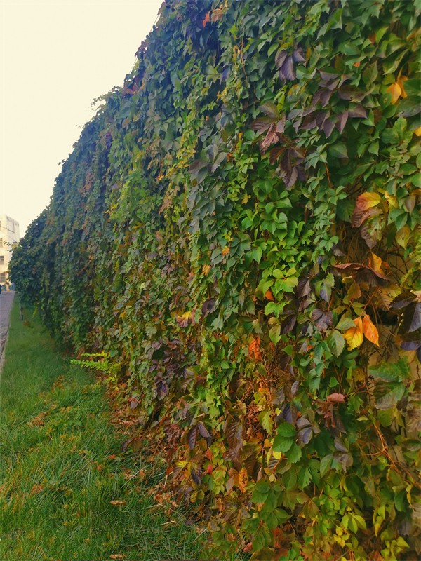 4 风吹地锦草蔓延.jpg